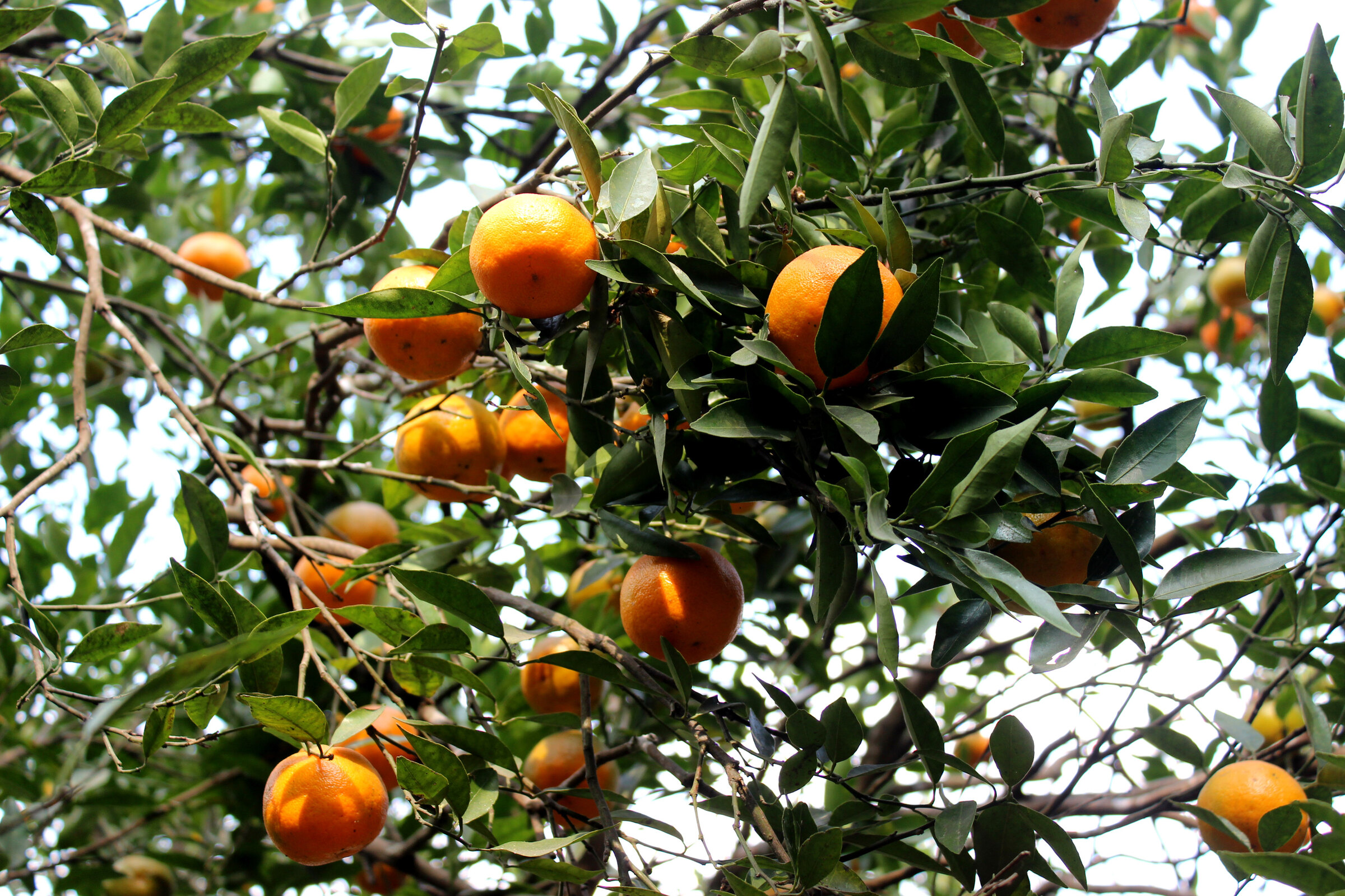 Ripe oranges in a Sittong orchard